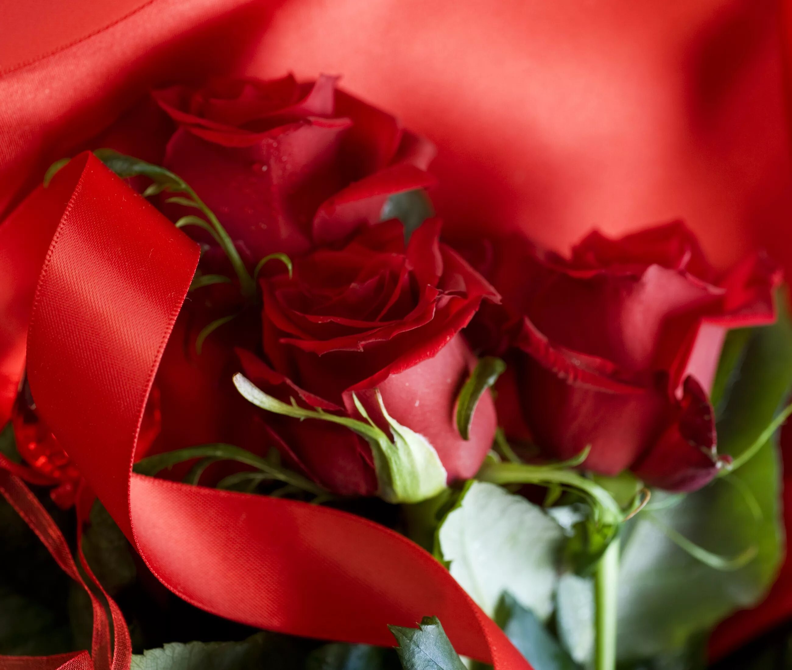 Красные розы. Красные розы открытка. Красные цветы для тебя. Цветы розы красные. Темно алые розы а на душе