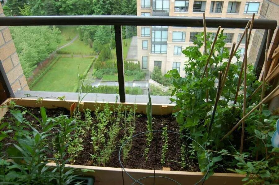 Рассада на балконе. Огород на застекленной лоджии. Огород на балконе в квартире. Мини огород на лоджии.