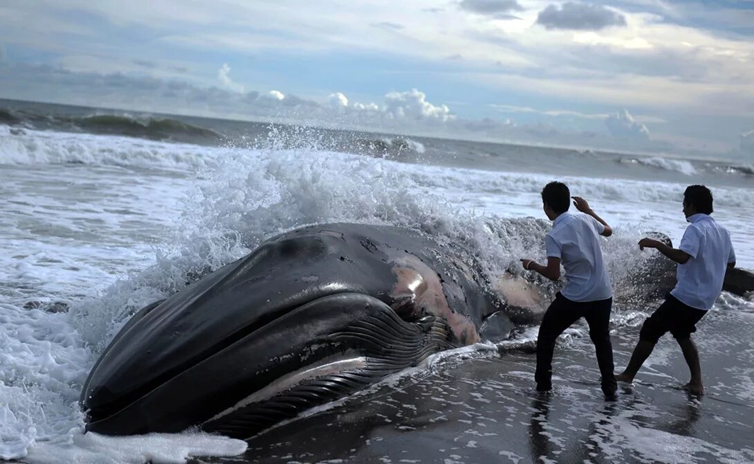 Бравал кит. Киты выбросились на берег 2022. Тасмания выбросились дельфины. Стадо китов. Кит в реальной жизни.