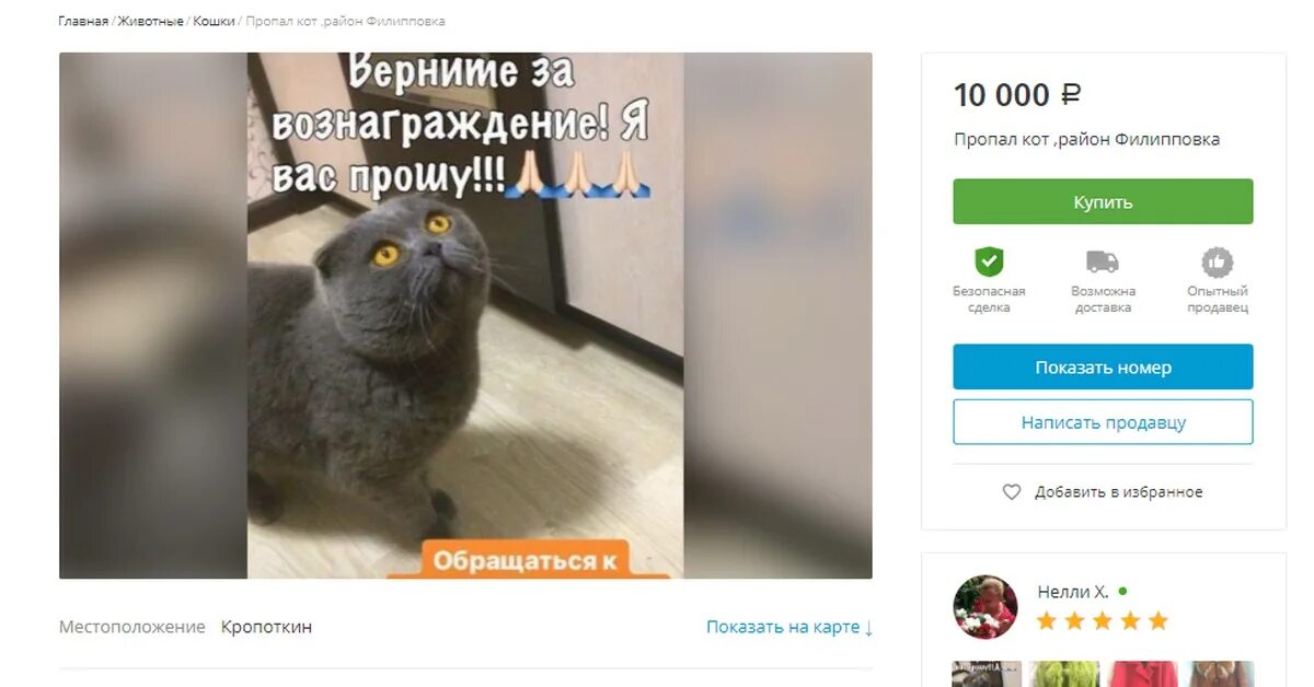 Верну за вознаграждение. Вернуть кота за вознаграждение. верните кота. присмотрите за котом. присмотрите за котом мем.