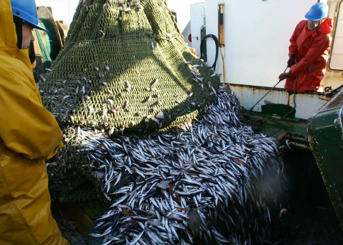 Промысел среда. Промышленное рыболовство. Рыбный промысел в черном море. Траловый лов рыбы. Вылов анчоуса.