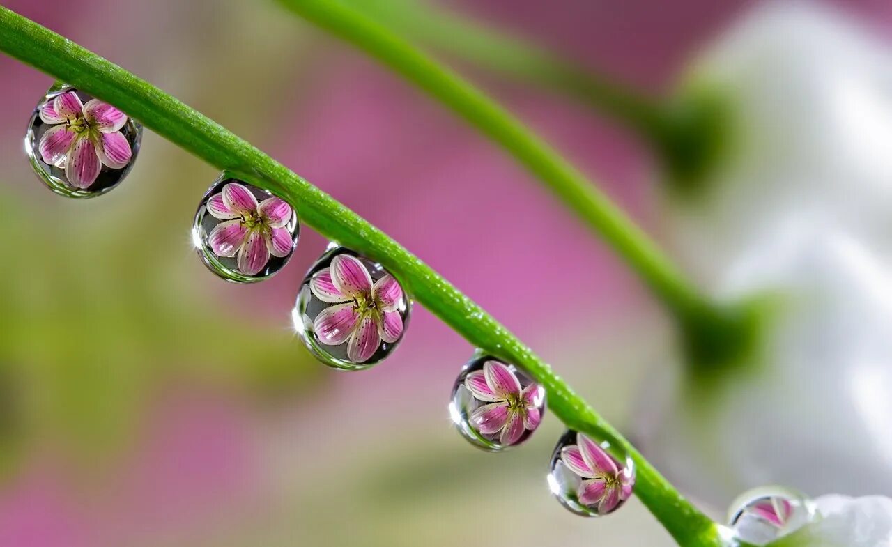 Японский фотограф Miki Asai.. Цветы Макросъемка. Макросъемка природа. Цветы в росе.