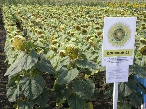 Донской 22 подсолнечник. Семена подсолнечник Helianthus annuus l.. Подсолнечник Донской крупноплодный. Семена подсолнечника Кречет.