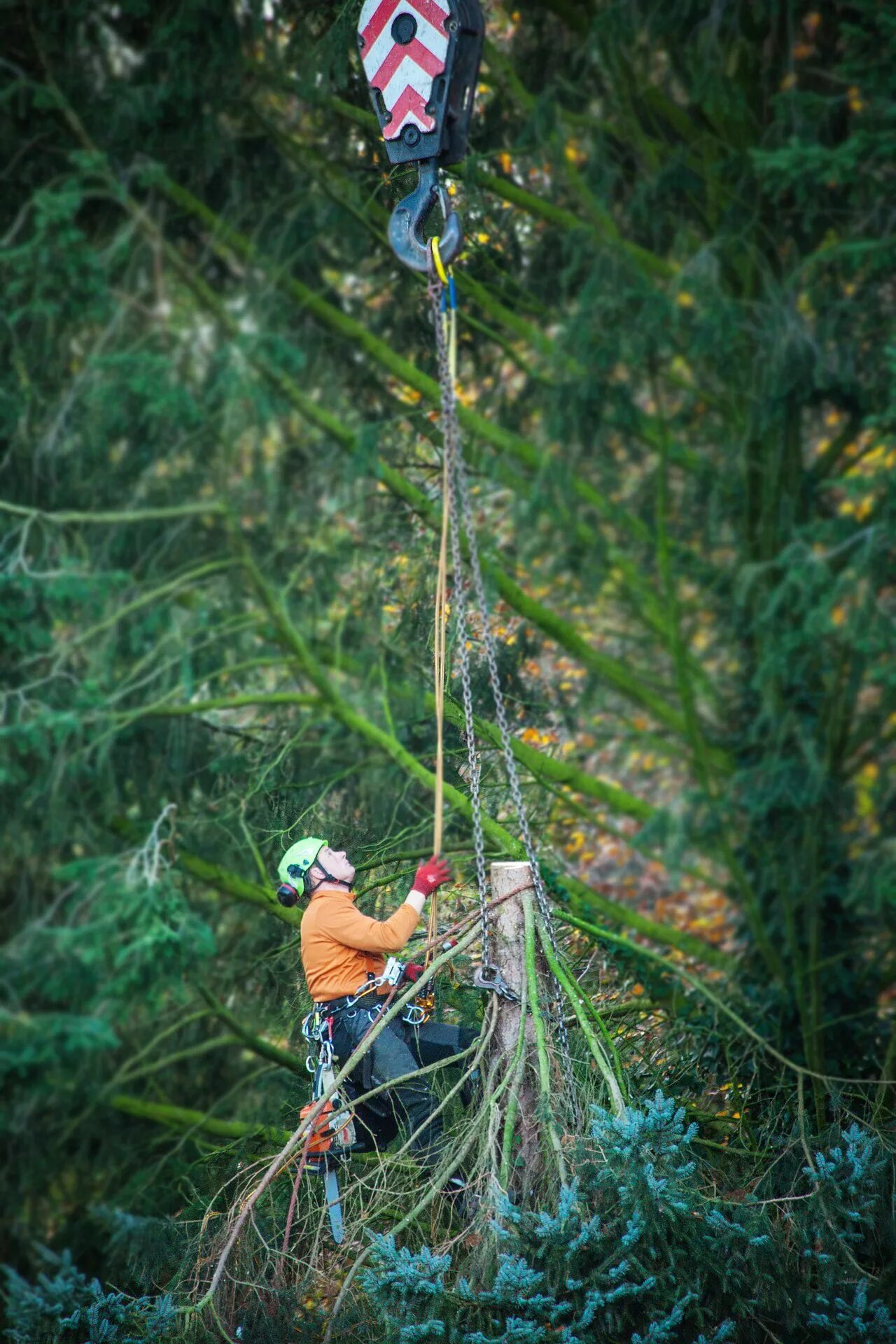 I climb trees
