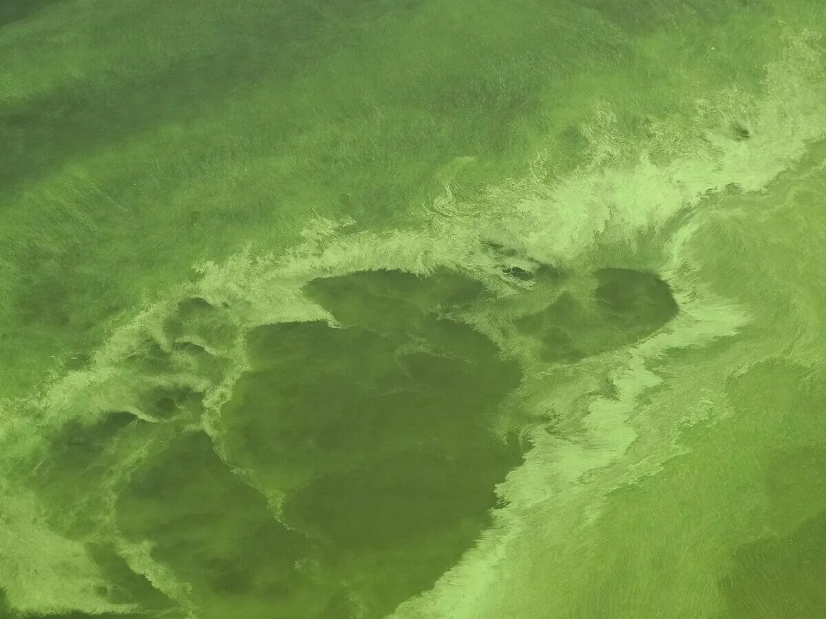 Какое море зеленое. Зеленое море. цветение воды. зеленое море магазин. цветение воды красные водоросли.