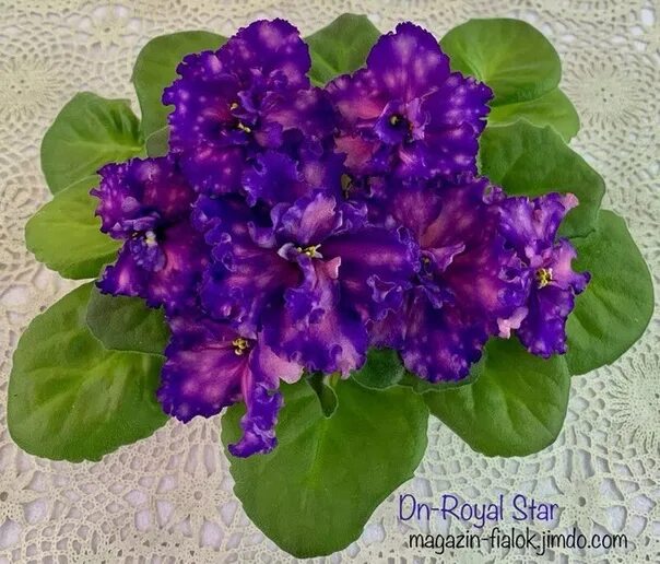 Novelty 2020! Sort of: RM-Star Regulus Breeder: N. Skorniakova Pretty large semi