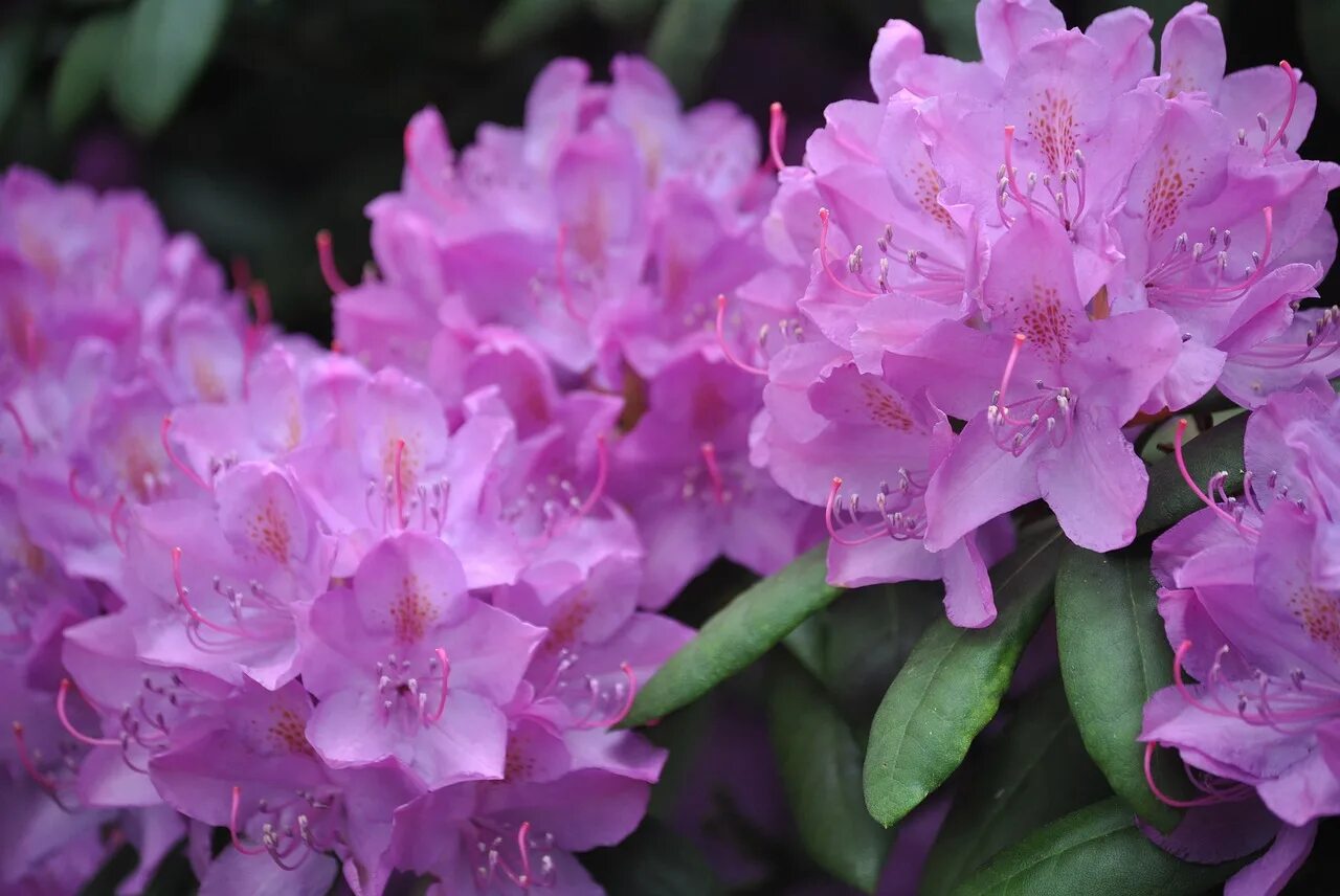 Рододендра. Рододендрон. Рододендрон Rhododendron. Рододендрон Каренс. Рододендрон гибридный Чир.