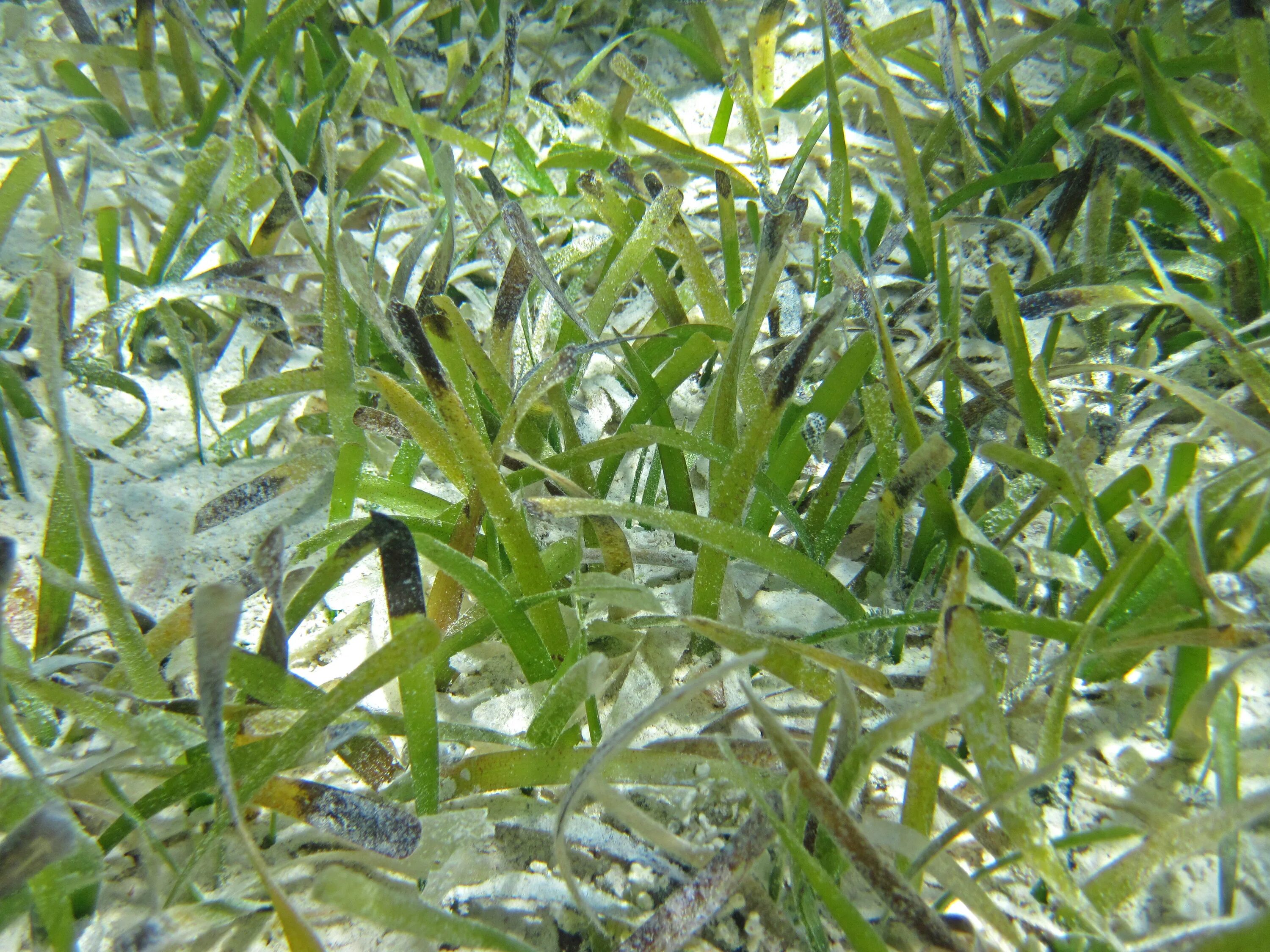 Водоросли распространены. Thalassia testudinum. Травка черепашья лоза. Черепашья трава в море как вырастить. Черепашья трава травка лоза фото.
