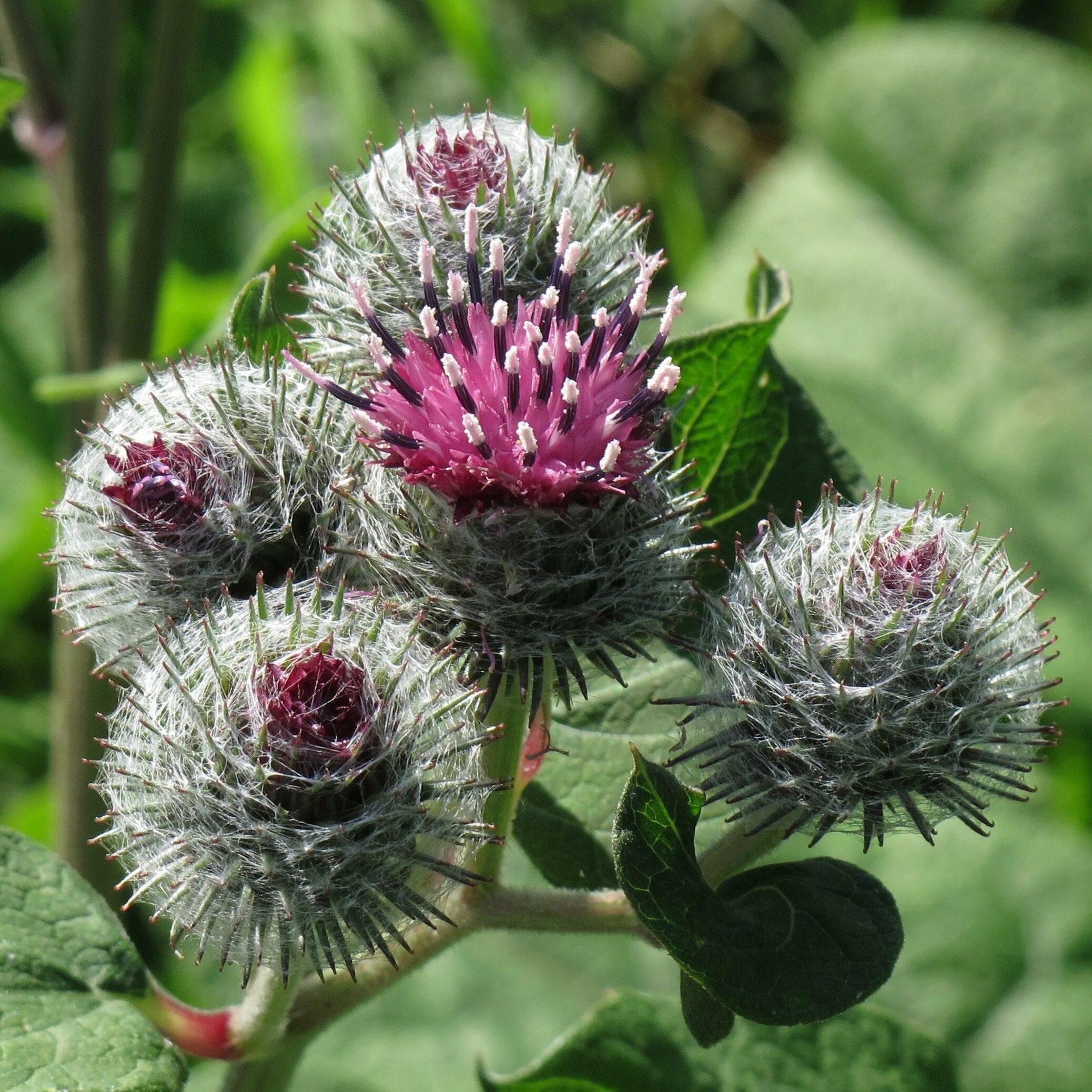 Лопух ниин. Лопух репейник. Arctium tomentosum. Репейник паутинистый. Лопух паутинистый.