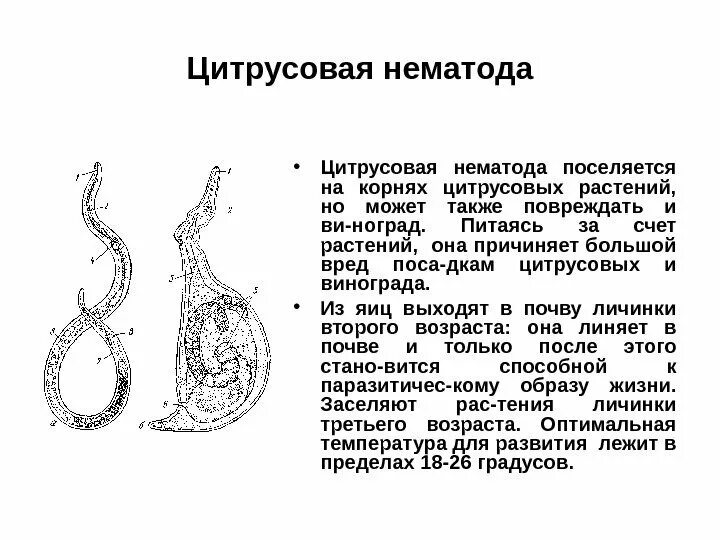 Нематода фото описание и лечение: найдено 84 изображений