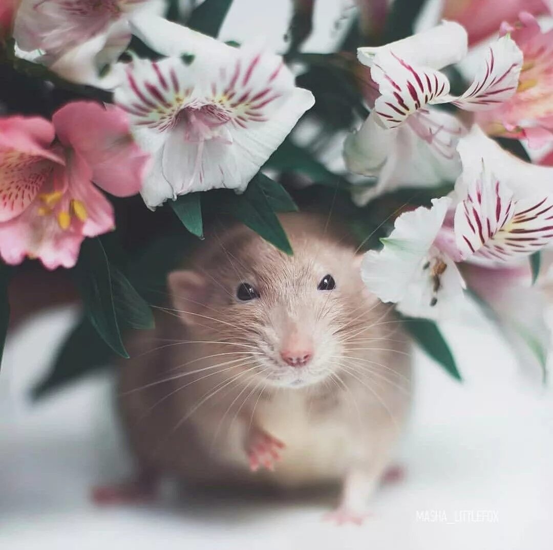 Милые мышки. Милые крысы. Красивый мышонок. Мышь Эстетика. Мышь мило