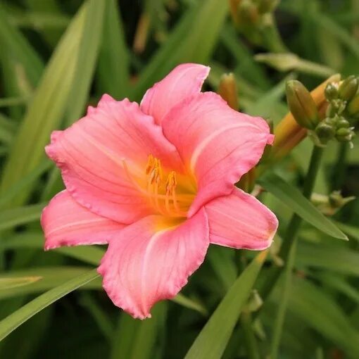 Лилейник Пинк Дамаск. Лилейник Hemerocallis Pink. Лилейник гибридный Пинк. Лилейник розовый Пинк Дамаск.