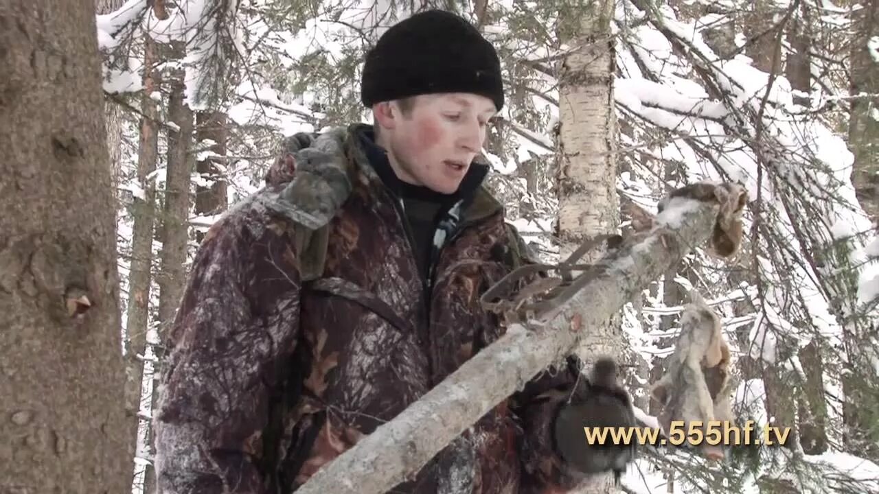 За ним охотятся сутки получит 24. Охота на куницу с капканами зимой приманка.