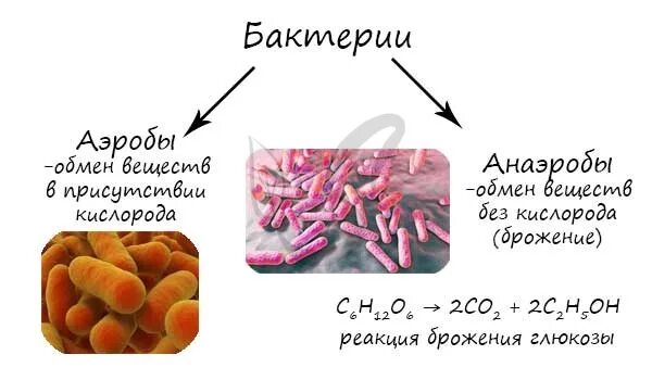 Микроорганизмы аэробы и анаэробы. Бактерии аэробы и анаэробы. Аэробные бактерии. Аэробные и анаэробные бактерии.