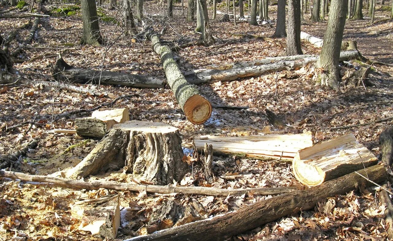 Cut down forest. Рубка деревьев. Спиленное дерево. Спиленные деревья в лесу. Спиленный лес.