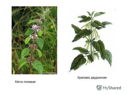 Крапива мята