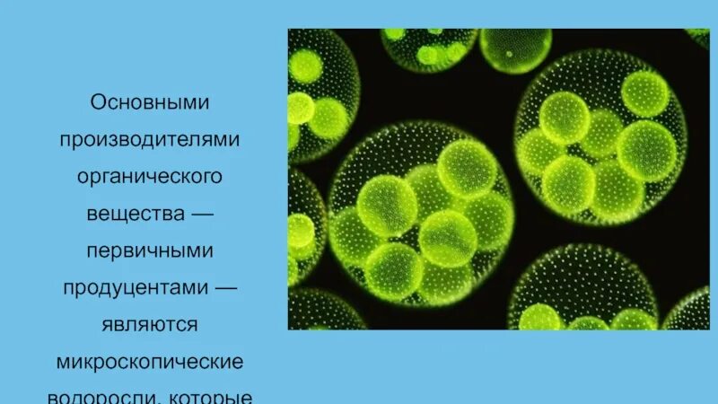 Фитопланктон образует первичную биологическую продукцию