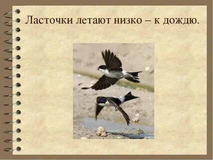 Низко летит к дождю