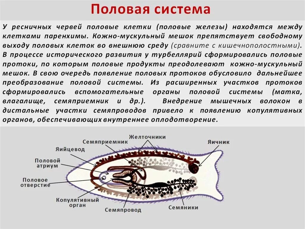 Система ресничных червей. Ресничные черви размножение. Ресничные черви половая система. Половая система и размножение плоских червей. Ресничные черви строение половая система.