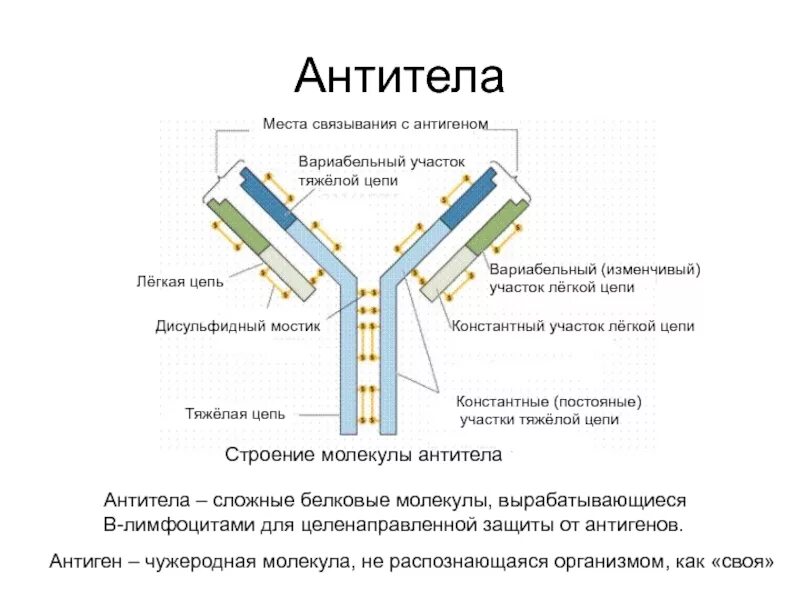 Выработка антигенов. Структурные компоненты антитела. Структура антигена схема. Схема строения антител иммунология. Строение антител легкие и тяжелые цепи.