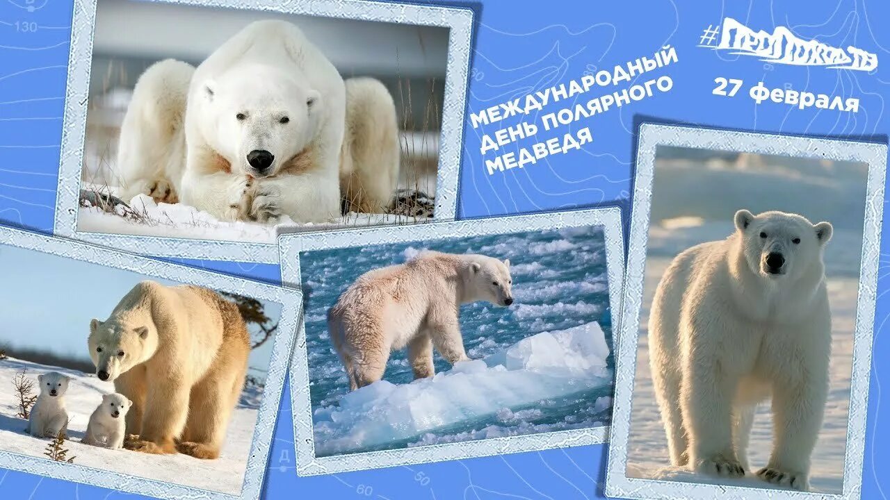 Международный день белого медведя картинки. 27 февраля международный день белого медведя. международный день полярного белого медведя 27 февраля. 27 февраля в мире отмечается международный день полярного медведя. международный день полярного (белого) медведя.