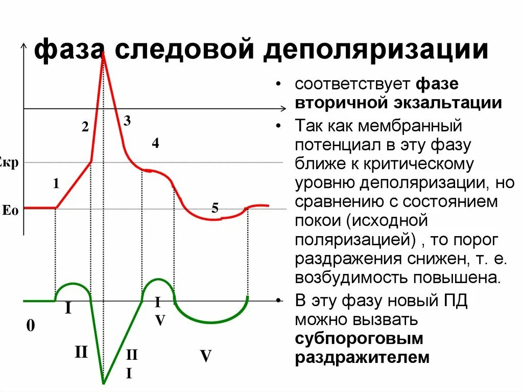 Характер изменения потенциала. Фаза деполяризации потенциала действия. Фазы потенциала действия следовая гиперполяризация. Фазы потенциала действия следовая деполяризация. Возбудимость в фазу следовой деполяризации.