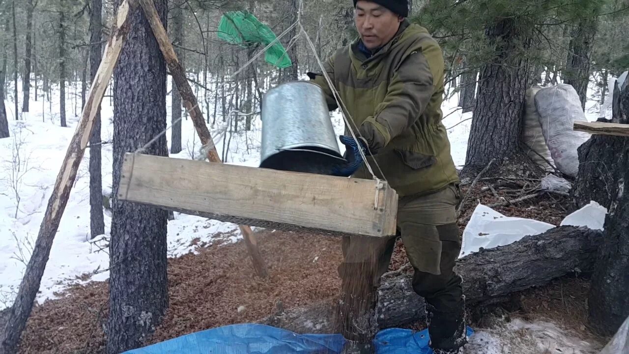 Как сделать колот. Колотушка для кедра. Машинка для шелушения кедровых шишек. Приспособление для сбора шишек с кедра. Колотушка для сбора кедровых шишек.