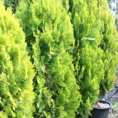 Platycladus orientalis aurea nana variegata