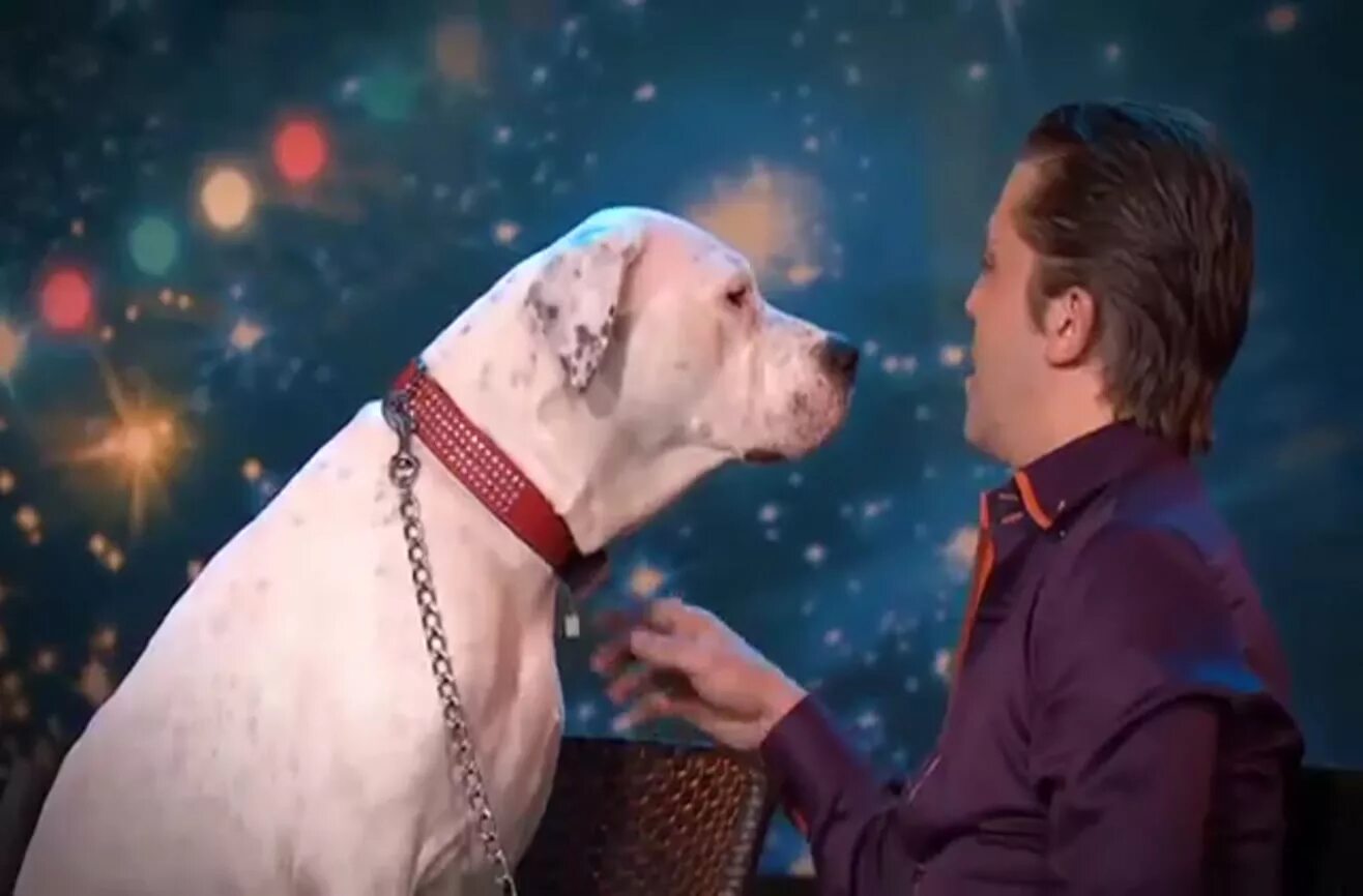 Cat dog sing lil-ty. Кот на сцене. Cat dog sing lilty. Cat song. Cat dog sing lil-ty.