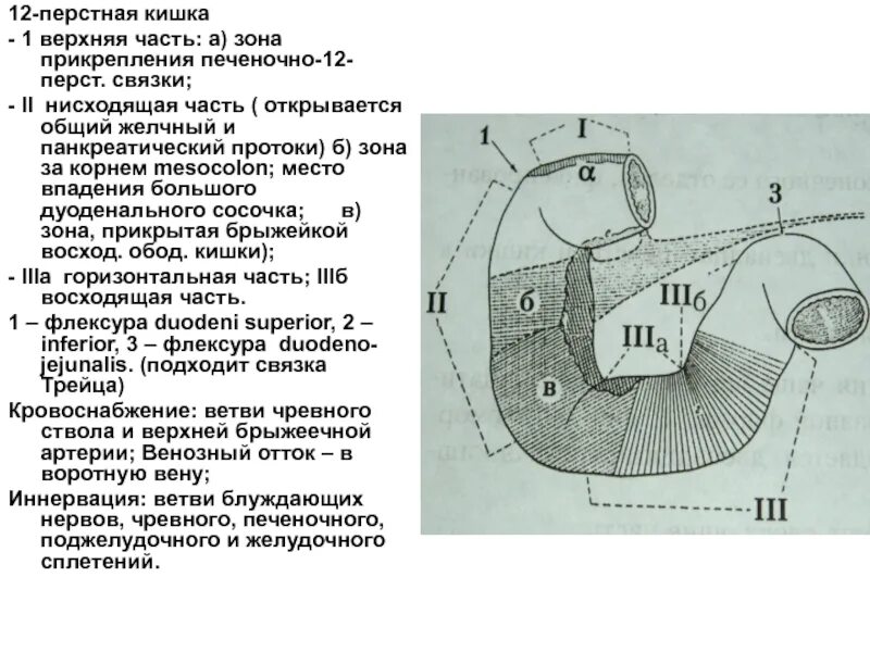 Печень 12 перстной кишки. Петли 12 перстной кишки горизонтальная. Области живота и проекция 12-перстной кишки схема. Проекция 12 перстной кишки. Топография 12 перстной кишки.