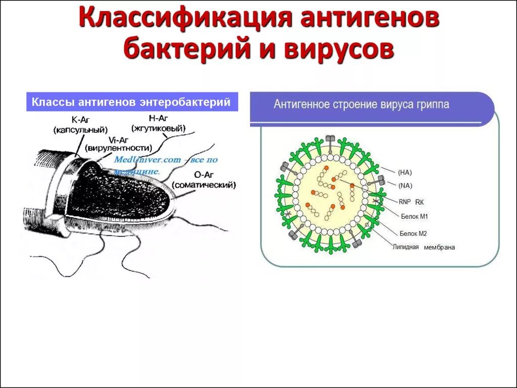 Клеточное строение имеет бактерия вирус. Схема антигенную структуру бактерий. Схематически антигенная структура бактерий. Схема антигенная структура бактериальной клетки. Классификация микроорганизмов вирусы бактерии.