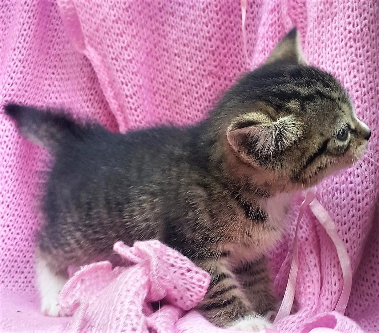 Котик 2 2 8