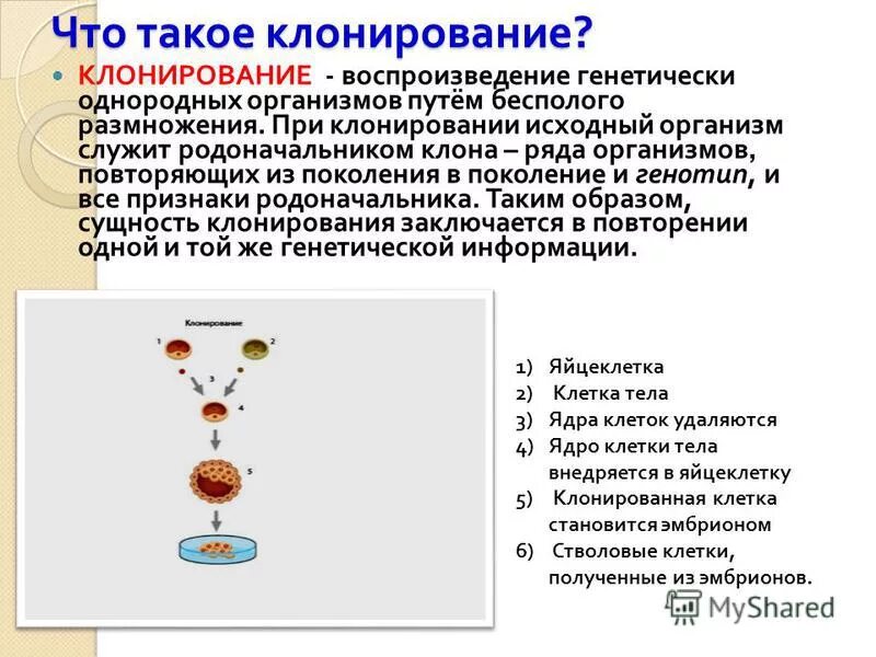 реферат на тему клонирование