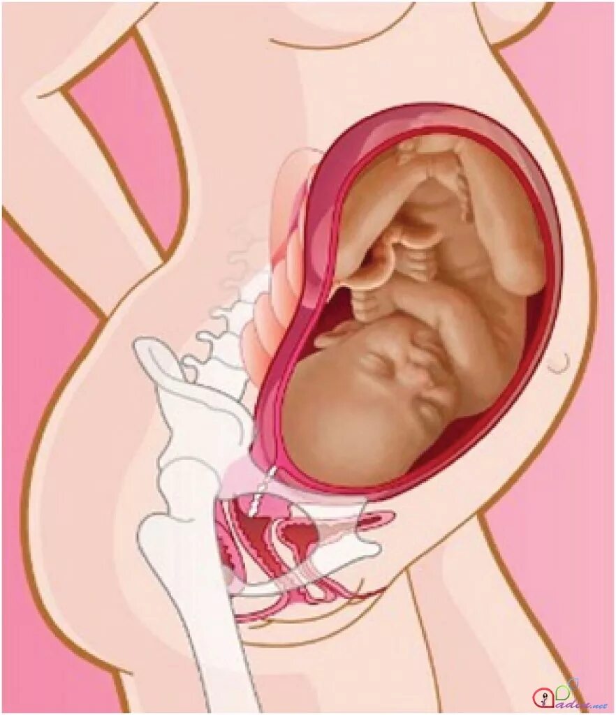 На сколько пальцев родах. Раскрытие при беременности.