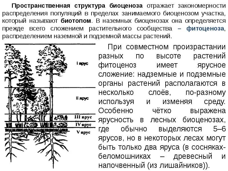 Ярусность лесного фитоценоза. Пространственная структура биоценоза ярусность. Пространственная структура лесного биоценоза. Ярусность растительного сообщества схема. Какую роль играет ярусность в природных сообществах