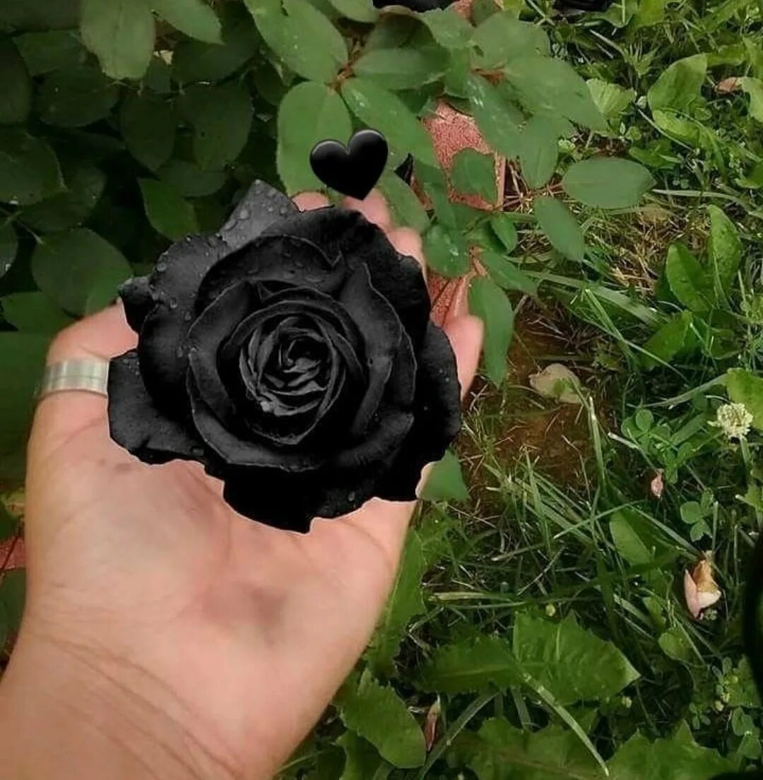 Саженцы черной розы