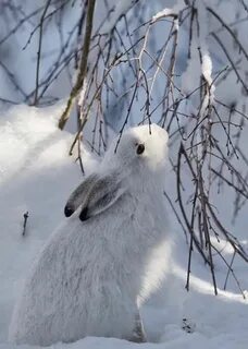 Февраль заяц