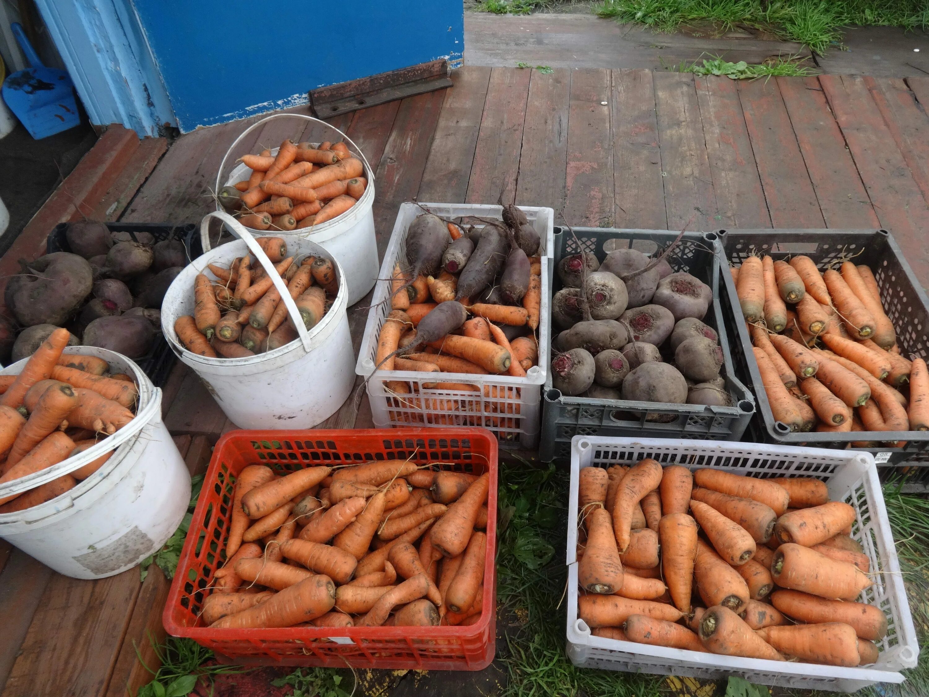 Хранение моркови. Хранение свеклы и моркови. Хранение моркови в сетке. Как хранят морковка и свеклу. Как лучше хранить морковь