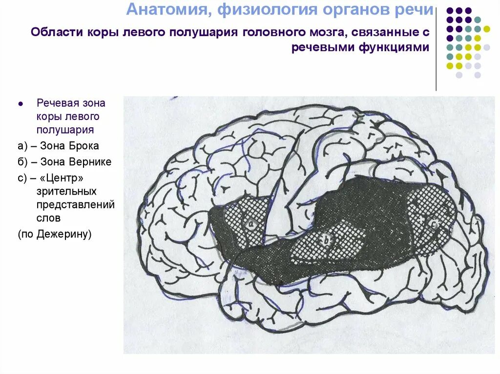 Центр речи в мозге человека. Центральный отдел речевого аппарата центр Брока центр Вернике. Речевые зоны коры головного мозга Брока. Речевые области коры.