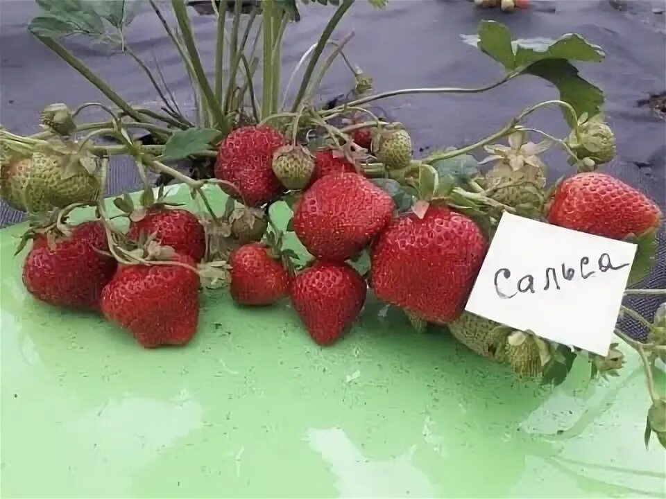 Polka клубника - средний. Клубника сальса отзывы садоводов. Клубника сальса отзывы садоводов. Земляника садовая сальса. Земляника садовая черри берри.