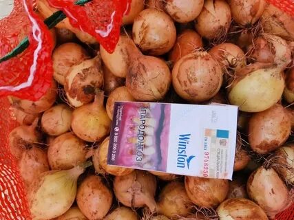 Луковицы оптом от производителя