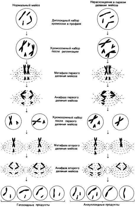Синдром Патау схема нарушения мейоза. Нерасхождение хромосом в мейозе. Нерасхождение хромосом в мейозе схема. Синдром Дауна нерасхождение хромосом в метафазе мейоза. Геномные нерасхождение хромосом в мейозе