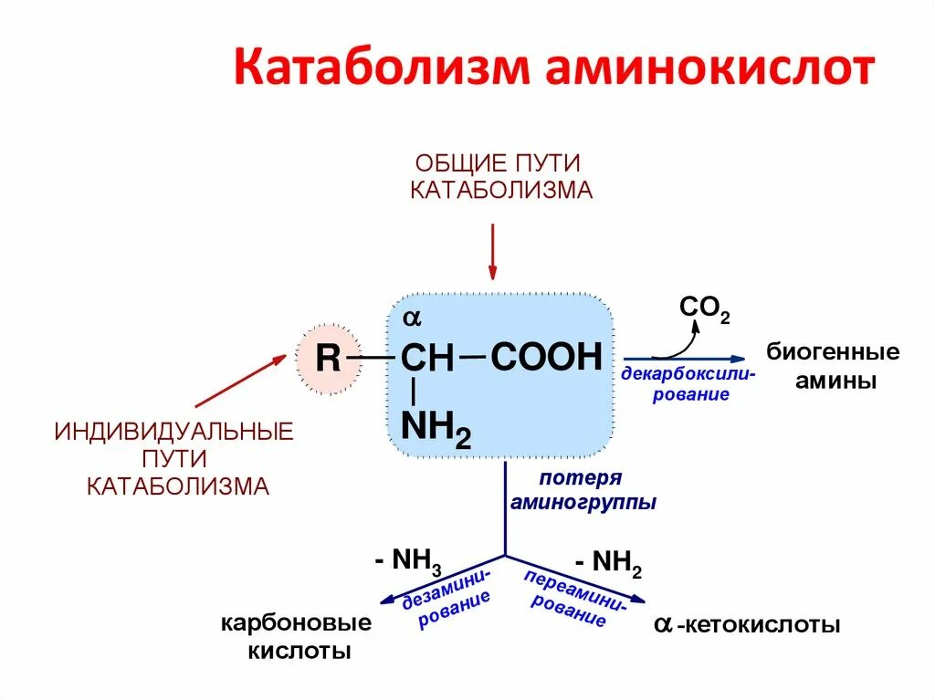 Общая схема катаболизма аминокислот. Катаболизм аминокислот биохимия КОА. Схема катаболизма биохимия. Индивидуальные пути катаболизма аминокислот.