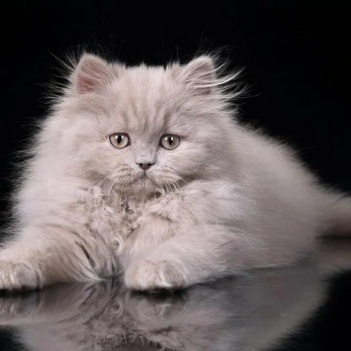 британская длинношерстная табби. шотландский хайленд страйт. британскаядлинношёрстнаякошка. длинношерстный котенок. британские длинношерстные котята.