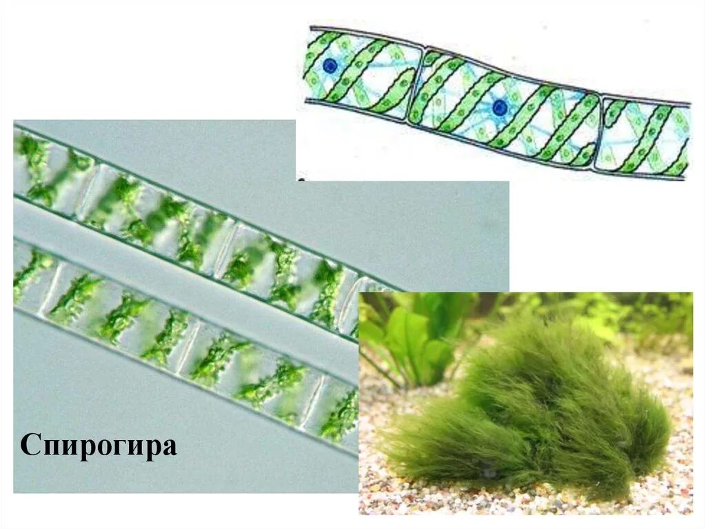 Спирогира низшее. Спирогира спирогира. Спирогира сфагнум. Хроматофор спирогиры. Спирогира папоротник.