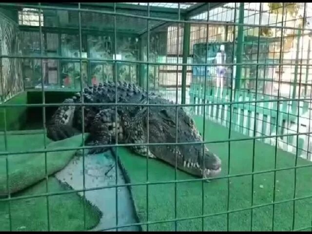 Ага зоопарк. Крокодил ташкентский зоопарк. ташкентский зоопарк план. зоопарк в махачкале. клетка с крокодилом в зоопарке.