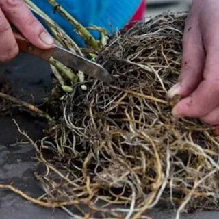 Деление кустов флоксов