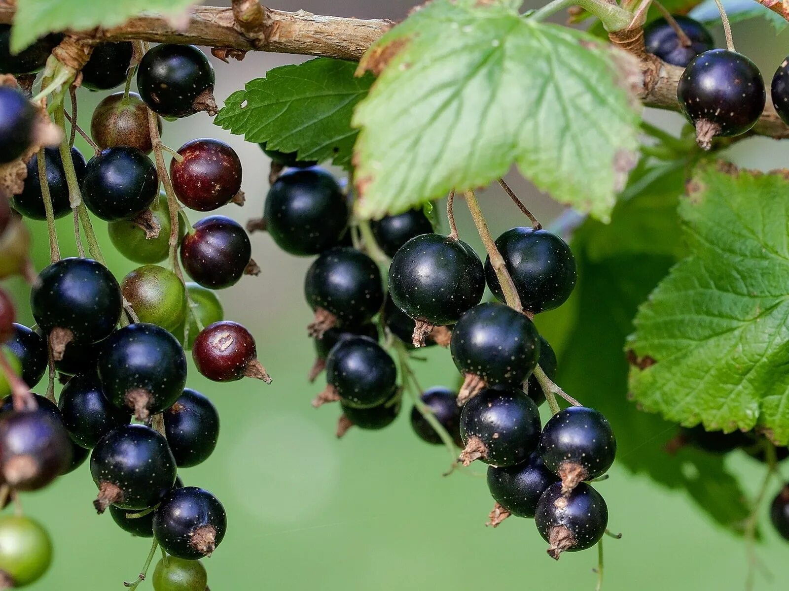 Против черной смородины. Смородина черная (ribes nigrum). Смородина черная - ribes nigrum l.. Смородино-крыжовниковый гибрид йошта. Церера смородина черная.