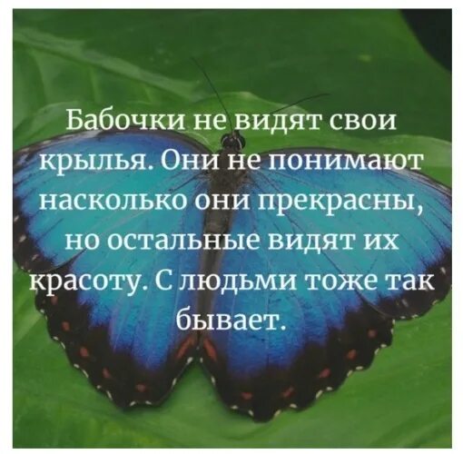 Бабочки не видят насколько прекрасны их крылья. Бабочки не видят свои крылья они не понимают насколько они прекрасны. Бабочки не видят насколько прекрасны их крылья. Бабочки не видят насколько прекрасны их крылья. Бабочки не видят насколько прекрасны их крылья.
