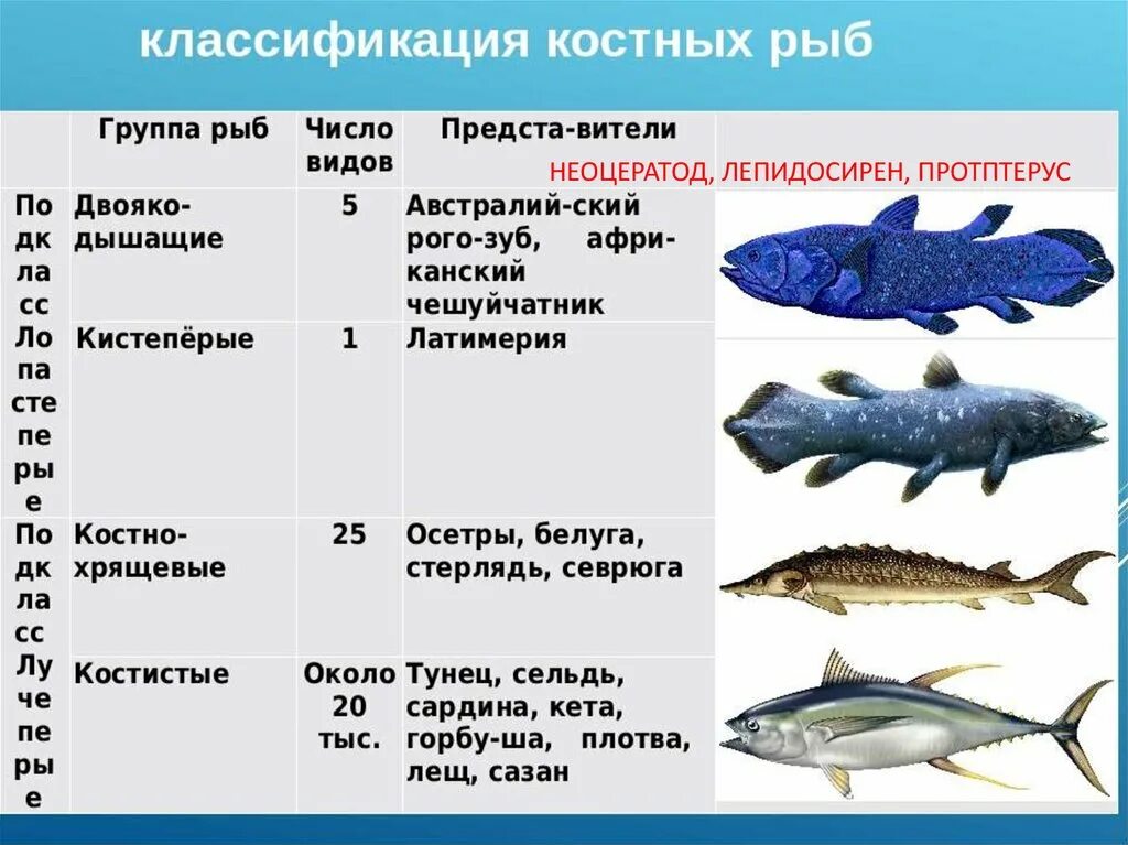 Характеристика классов рыб таблица. Костных рыб отряды костных таблица. Хрящевые рыбы классификация представители. Класс костные рыбы подклассы. Семейства костных рыб таблица.